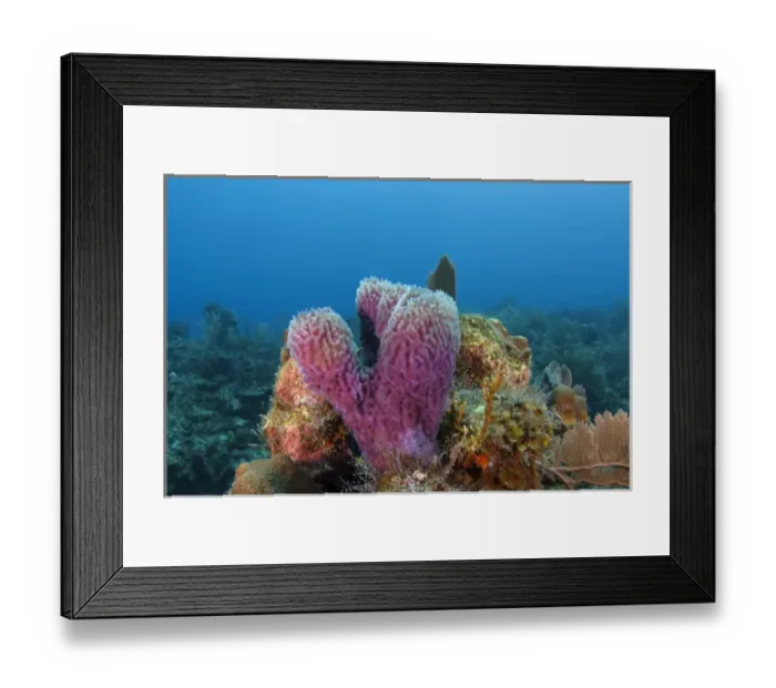 Framed Print : Azure Vase Sponge (Callyspongia plicifera), Hol Chan Marine Reserve near Ambergris Caye Framed Print : Azure Vase Sponge (Callyspongia plicifera), Hol Chan Marine Reserve near Ambergris Caye