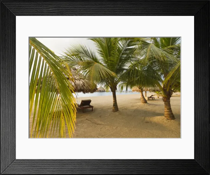Framed Print : Palm trees on sandy beach, Placencia, Belize