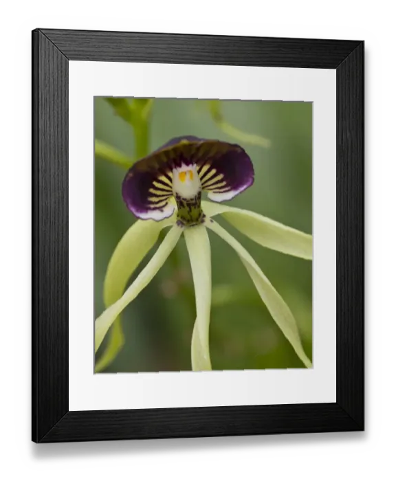 Framed Print : Black orchid (Prosthecea cochleata), the national flower of Belize