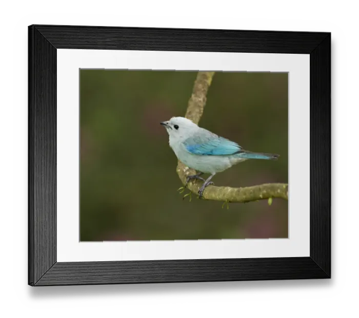 Framed Print : Blue-grey tanager (Thraupis episcopus), Cayo district, Belize Framed Print : Blue-grey tanager (Thraupis episcopus), Cayo district, Belize