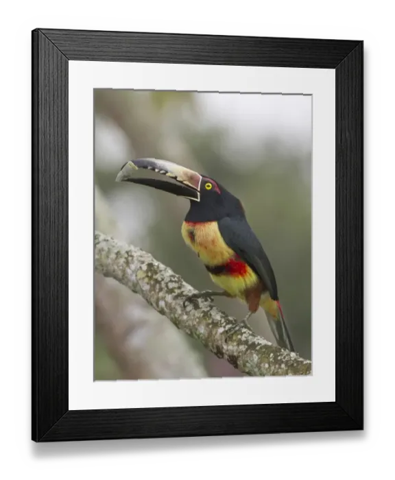 Framed Print : Collard aracari (Pteroglossus torquatus), Cayo district, Belize