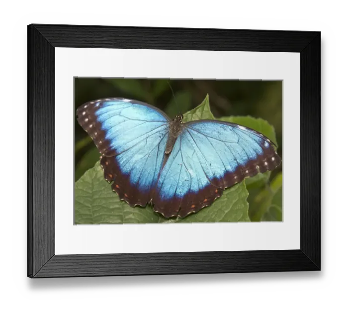 Framed Print : Blue Morpho (Morpho) butterfly, Green Hills Butterfly Farm, Belize Framed Print : Blue Morpho (Morpho) butterfly, Green Hills Butterfly Farm, Belize