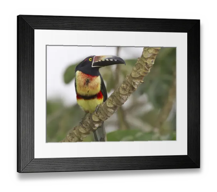Framed Print : Collard aracari (Pteroglossus torquatus), Cayo district, Belize Framed Print : Collard aracari (Pteroglossus torquatus), Cayo district, Belize