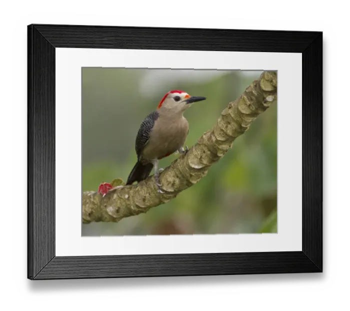 Framed Print : Golden-fronted woodpecker (Melanerpes aurifons), Cayo district, Belize Framed Print : Golden-fronted woodpecker (Melanerpes aurifons), Cayo district, Belize