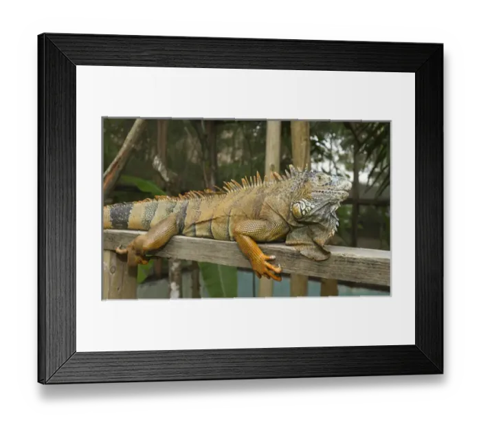 Framed Print : Green iguana (Iguana iguana), Green Iguana Exhibit, San Ignacio, Belize