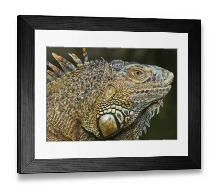 Framed Print : Green iguana (Iguana iguana), Green Iguana Exhibit, San Ignacio, Belize Framed Print : Green iguana (Iguana iguana), Green Iguana Exhibit, San Ignacio, Belize