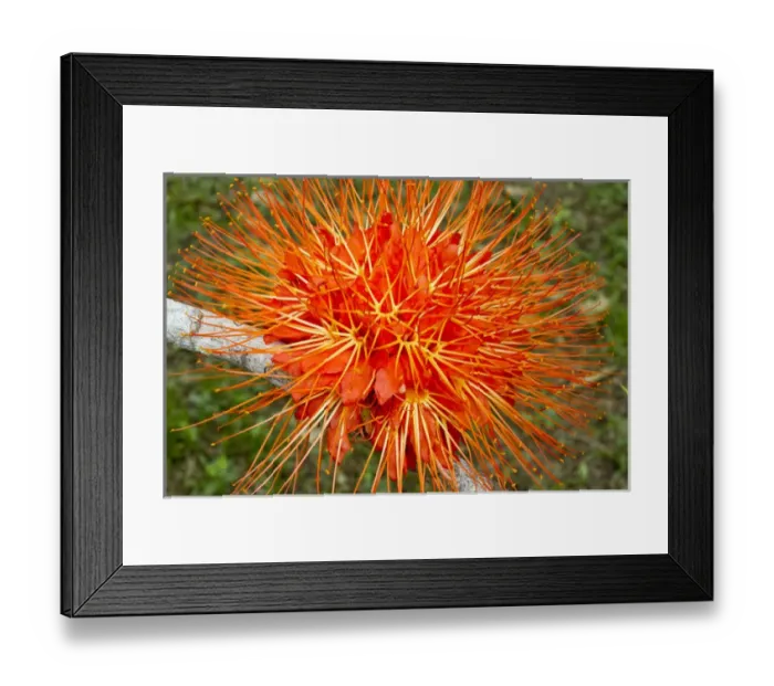 Framed Print : Flame of Panama flower (Brownea macrophylla), Belize Botanic Gardens Framed Print : Flame of Panama flower (Brownea macrophylla), Belize Botanic Gardens