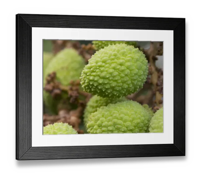 Framed Print : Lychee fruit, Belize Botanical Gardens Framed Print : Lychee fruit, Belize Botanical Gardens