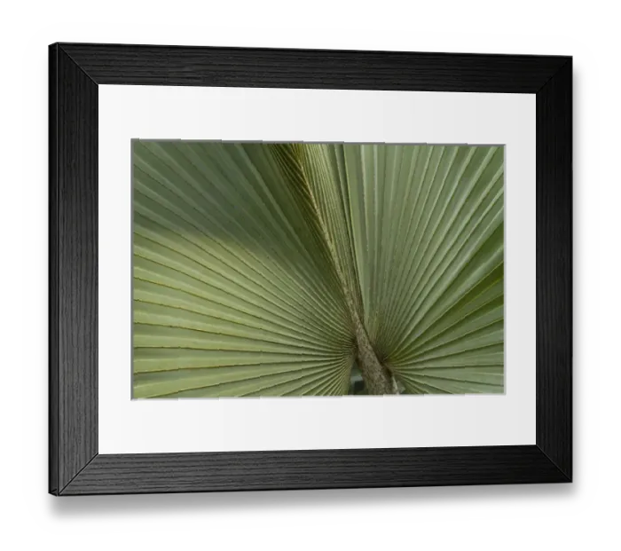 Framed Print : Palm, Belize Botanic Garden Framed Print : Palm, Belize Botanic Garden