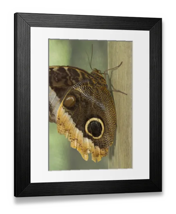 Framed Print : Owl-eye butterfly (Caligo), Green Hills Butterfly Farm, Belize