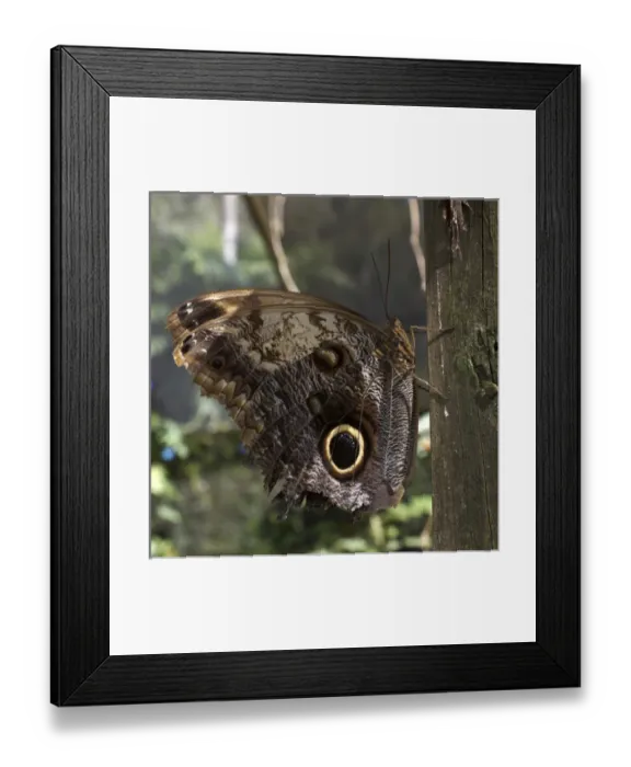 Framed Print : Owl-eye butterfly (Caligo), Green Hills Butterfly Farm, Belize