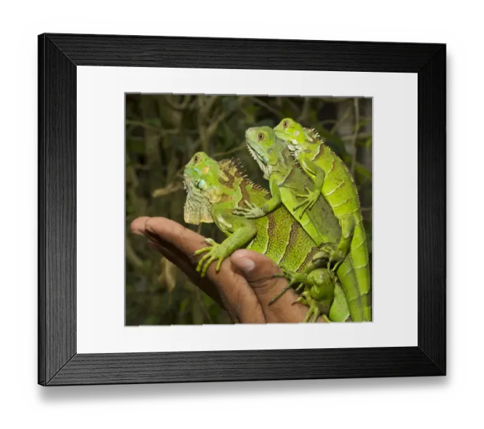 Framed Print : Tourist with juvenile green iguanas (Iguana iguana), Green Iguana Exhibit, San Ignacio Framed Print : Tourist with juvenile green iguanas (Iguana iguana), Green Iguana Exhibit, San Ignacio