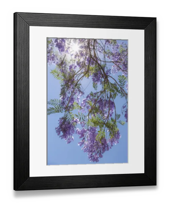 Framed Print : Mexico, San Miguel de Allende. Sunburst through jacaranda tree Framed Print : Mexico, San Miguel de Allende. Sunburst through jacaranda tree