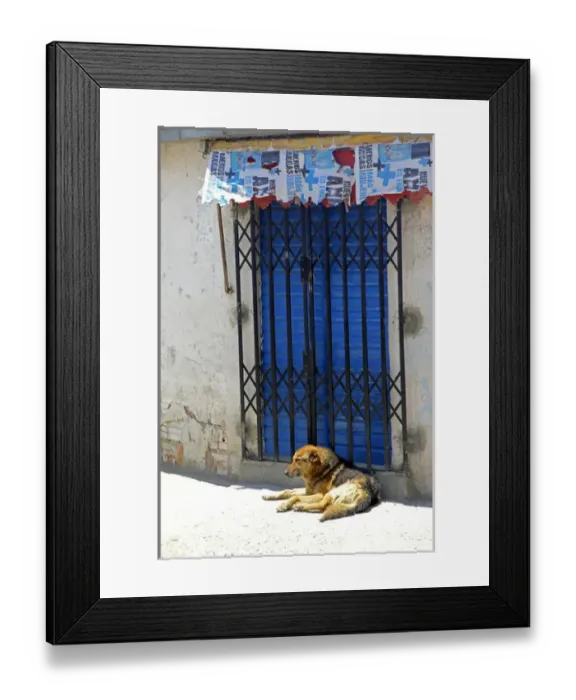 Framed Print : South America, Bolivia, La Paz. Dog of La Paz Framed Print : South America, Bolivia, La Paz. Dog of La Paz