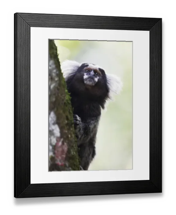 Framed Print : South America, Brazil, State of Sao Paolo, Sao Paolo, common marmoset, (Callithrix jacchus) Framed Print : South America, Brazil, State of Sao Paolo, Sao Paolo, common marmoset, (Callithrix jacchus)