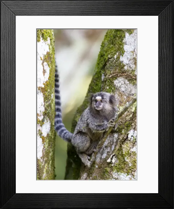 Framed Print : South America, Brazil, State of Sao Paolo, Sao Paolo, common marmoset, (Callithrix jacchus) Framed Print : South America, Brazil, State of Sao Paolo, Sao Paolo, common marmoset, (Callithrix jacchus)