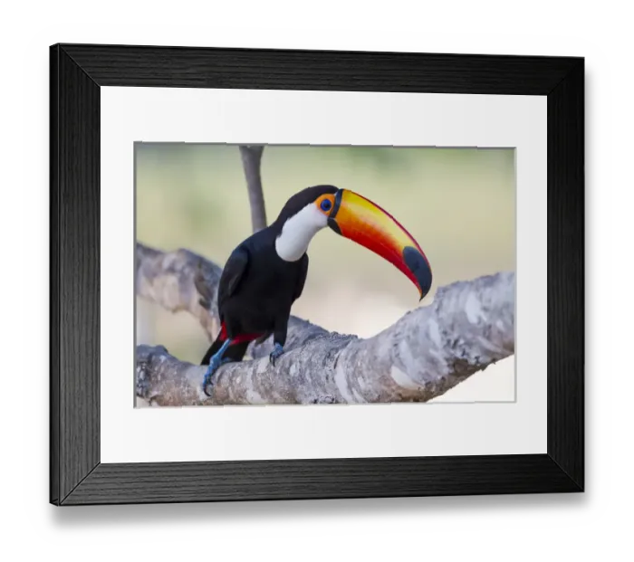 Framed Print : South America, Brazil, Mato Grosso, The Pantanal, toco toucan, (Ramphastos toco) Framed Print : South America, Brazil, Mato Grosso, The Pantanal, toco toucan, (Ramphastos toco)