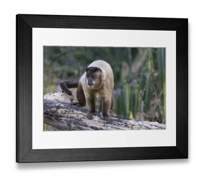 Framed Print : South America, Brazil, Mato Grosso, The Pantanal, brown capuchin monkey, (Cebus apella) Framed Print : South America, Brazil, Mato Grosso, The Pantanal, brown capuchin monkey, (Cebus apella)