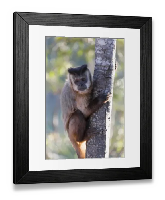 Framed Print : South America, Brazil, Mato Grosso, The Pantanal, brown capuchin monkey, (Cebus apella) Framed Print : South America, Brazil, Mato Grosso, The Pantanal, brown capuchin monkey, (Cebus apella)