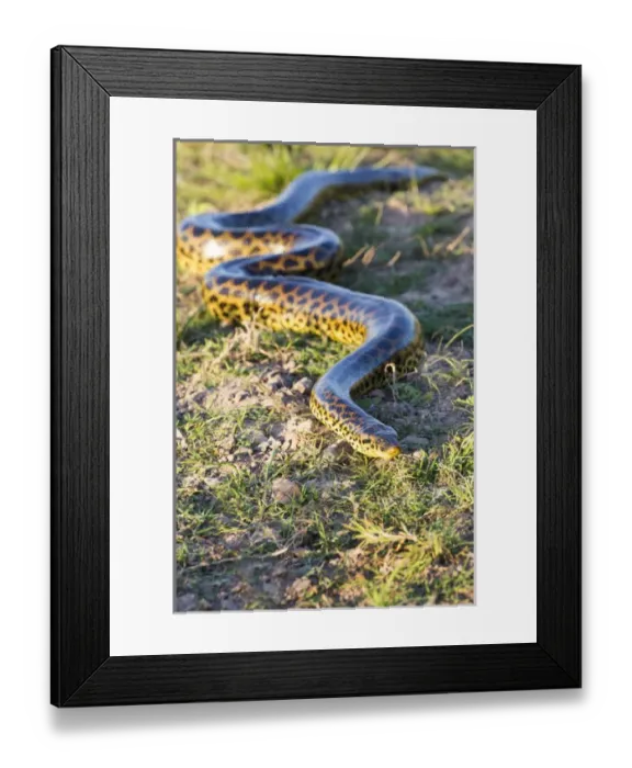 Framed Print : South America, Brazil, Mato Grosso, The Pantanal, Porto Jofre, yellow anaconda, (Eunectes notaeus) Framed Print : South America, Brazil, Mato Grosso, The Pantanal, Porto Jofre, yellow anaconda, (Eunectes notaeus)