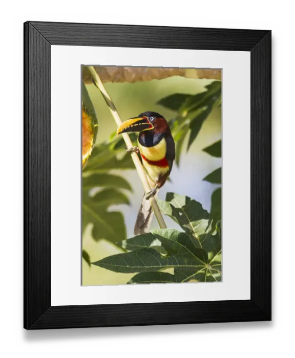 Framed Print : South America, Brazil, Mato Grosso, The Pantanal, chestnut-eared aracari, (Pteroglossus castanotis) Framed Print : South America, Brazil, Mato Grosso, The Pantanal, chestnut-eared aracari, (Pteroglossus castanotis)
