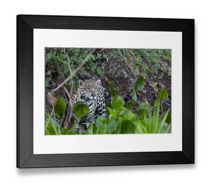Framed Print : South America, Brazil, Mato Grosso, The Pantanal, Rio Cuiaba, jaguar, (Panthera onca)