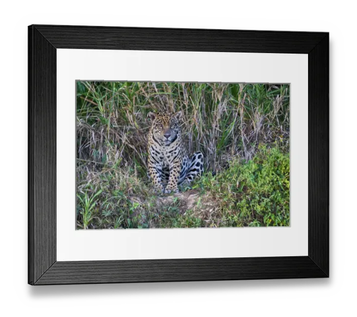 Framed Print : South America, Brazil, Mato Grosso, The Pantanal, Rio Cuiaba, jaguar, (Panthera onca)