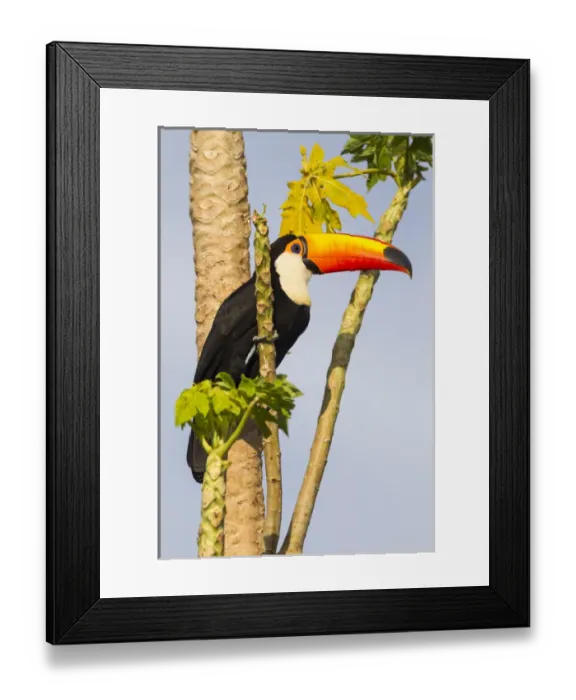 Framed Print : South America, Brazil, Mato Grosso, The Pantanal, toco toucan, (Ramphastos toco) Framed Print : South America, Brazil, Mato Grosso, The Pantanal, toco toucan, (Ramphastos toco)