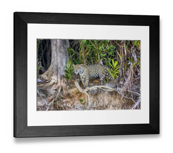 Framed Print : South America, Brazil, Mato Grosso, The Pantanal, Rio Cuiaba, jaguar, (Panthera onca) Framed Print : South America, Brazil, Mato Grosso, The Pantanal, Rio Cuiaba, jaguar, (Panthera onca)