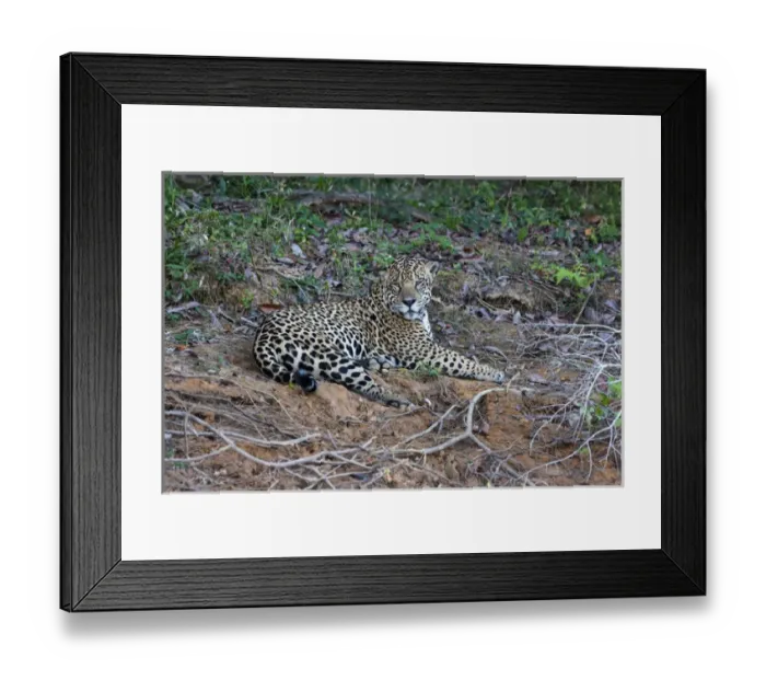 Framed Print : South America, Brazil, Mato Grosso, The Pantanal, Rio Cuiaba, jaguar, (Panthera onca) Framed Print : South America, Brazil, Mato Grosso, The Pantanal, Rio Cuiaba, jaguar, (Panthera onca)