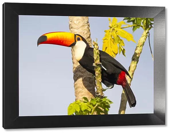 South America, Brazil, Mato Grosso, The Pantanal, toco toucan, (Ramphastos toco)