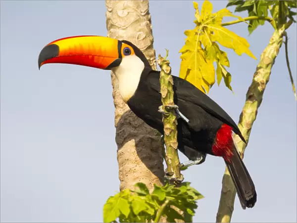 South America, Brazil, Mato Grosso, The Pantanal, toco toucan, (Ramphastos toco)