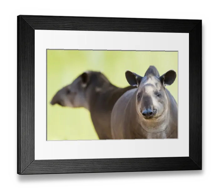 Framed Print : South America, Brazil, Mato Grosso, Cuiaba, Cuiaba Zoo, Brazilian tapir, (Tapirs terrestris) Framed Print : South America, Brazil, Mato Grosso, Cuiaba, Cuiaba Zoo, Brazilian tapir, (Tapirs terrestris)