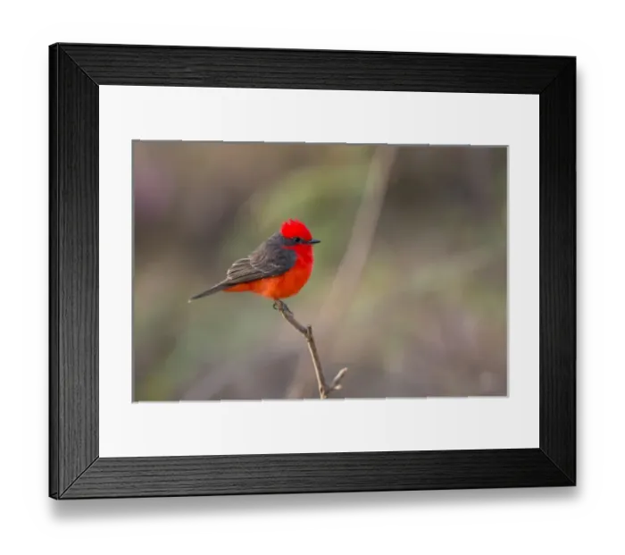 Framed Print : South America, Brazil, Mato Grosso, The Pantanal, vermillion flycatcher, (Pyrocephalus rubinus)