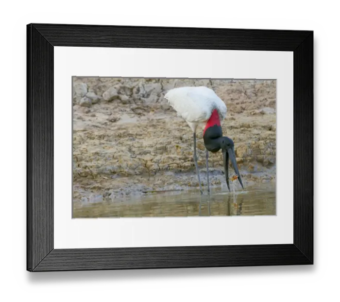 Framed Print : South America, Brazil, Mato Grosso, The Pantanal, Rio Cuiaba, jabiru (Jabiru mycteria) Framed Print : South America, Brazil, Mato Grosso, The Pantanal, Rio Cuiaba, jabiru (Jabiru mycteria)