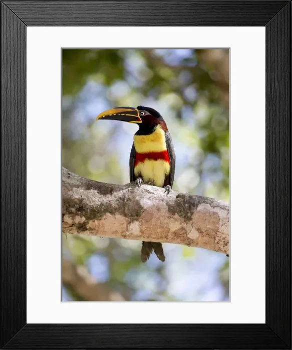 Framed Print : South America, Brazil, Mato Grosso, The Pantanal, chestnut-eared aracari, (Pteroglossus castanotis)