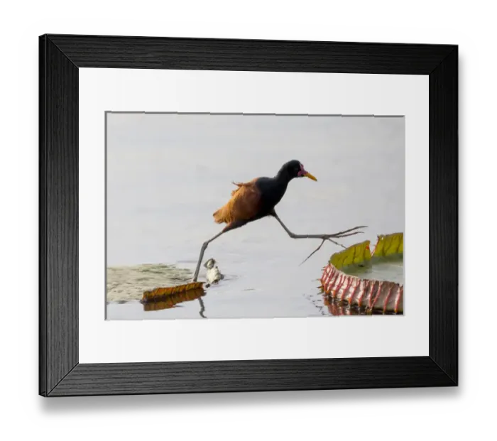 Framed Print : South America, Brazil, Mato Grosso, The Pantanal, Porto Jofre, wattled jacana, (Jacana jacana)
