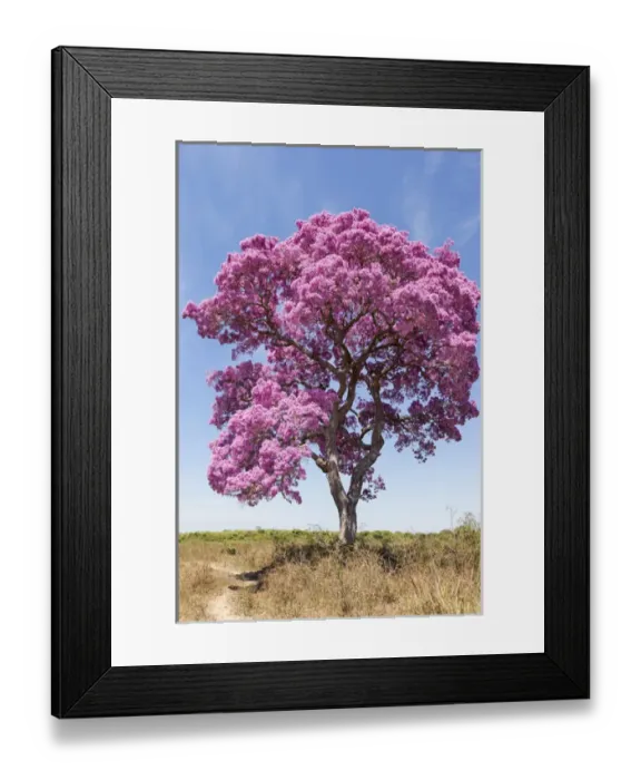 Framed Print : South America, Brazil, Mato Grosso, The Pantanal, pink ipe tree (Tabebuia impetignosa)
