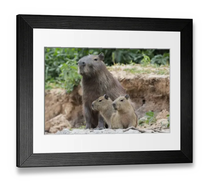 Framed Print : South America, Brazil, Mato Grosso, The Pantanal, capybara, (Hydrochaeris hydrochaeris)