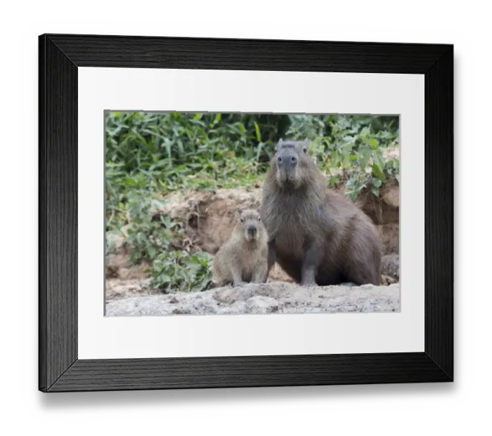 Framed Print : South America, Brazil, Mato Grosso, The Pantanal, capybara, (Hydrochaeris hydrochaeris) Framed Print : South America, Brazil, Mato Grosso, The Pantanal, capybara, (Hydrochaeris hydrochaeris)