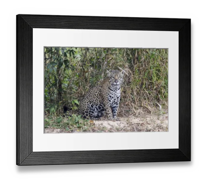 Framed Print : South America, Brazil, Mato Grosso, The Pantanal, Rio Cuiaba, jaguar (Panthera onca)