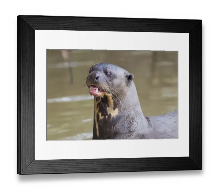Framed Print : South America, Brazil, Mato Grosso, The Pantanal, giant otter, (Pteronura brasiliensis)