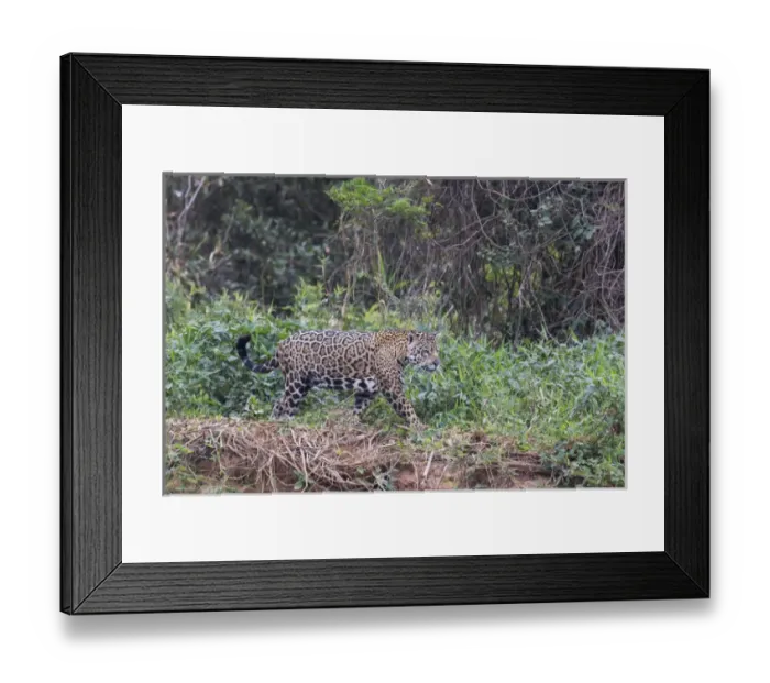 Framed Print : South America, Brazil, Mato Grosso, The Pantanal, Rio Cuiaba, jaguar (Panthera onca)