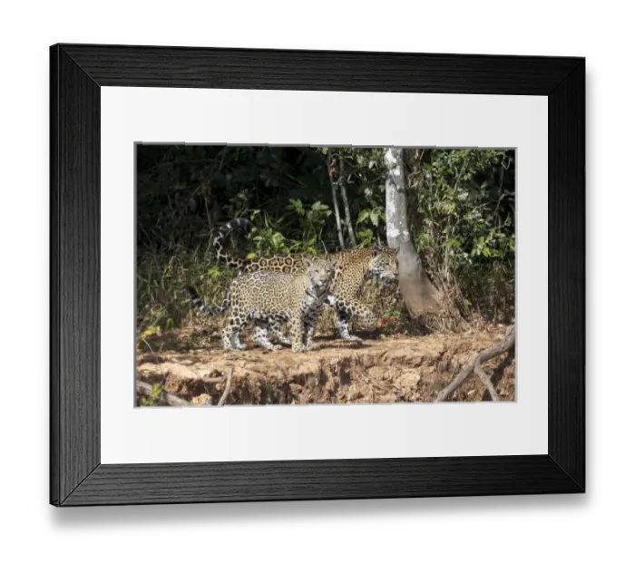 Framed Print : South America, Brazil, Mato Grosso, The Pantanal, Rio Cuiaba, jaguars (Panthere onca)