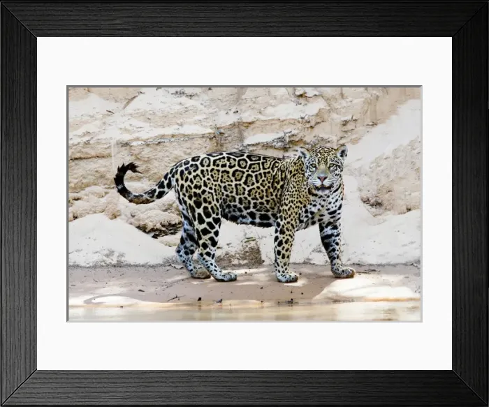 Framed Print : South America, Brazil, Mato Grosso, The Pantanal, Cuiaba River, jaguar (Panthera onca) Framed Print : South America, Brazil, Mato Grosso, The Pantanal, Cuiaba River, jaguar (Panthera onca)