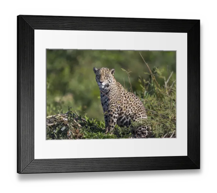 Framed Print : South America, Brazil, Mato Grosso, The Pantanal, Rio Cuiaba, jaguar (Panthera onca) Framed Print : South America, Brazil, Mato Grosso, The Pantanal, Rio Cuiaba, jaguar (Panthera onca)
