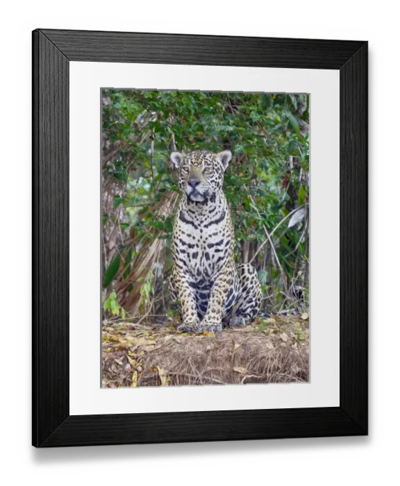 Framed Print : South America, Brazil, Mato Grosso, The Pantanal, Rio Cuiaba, jaguar (Panthera onca) Framed Print : South America, Brazil, Mato Grosso, The Pantanal, Rio Cuiaba, jaguar (Panthera onca)
