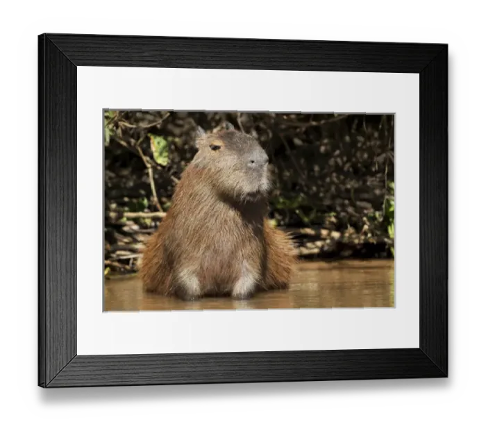 Framed Print : South America, Brazil, Mato Grosso, The Pantanal, capybara, (Hydrochaeris hydrochaeris) Framed Print : South America, Brazil, Mato Grosso, The Pantanal, capybara, (Hydrochaeris hydrochaeris)