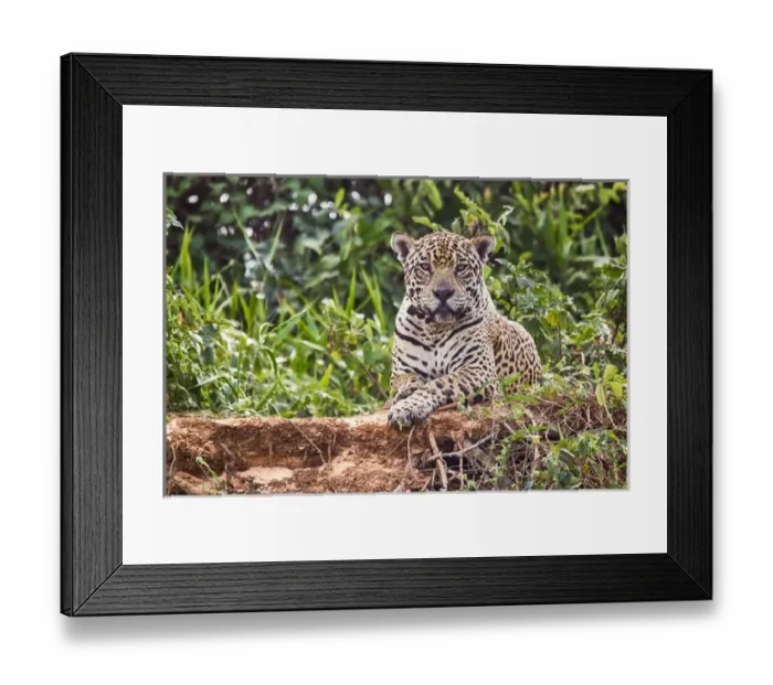 Framed Print : South America, Brazil, Mato Grosso, The Pantanal, Rio Cuiaba, jaguar (Panthera onca)