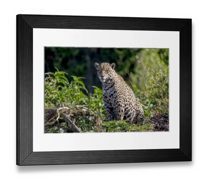 Framed Print : South America, Brazil, Mato Grosso, The Pantanal, Rio Cuiaba, jaguar (Panthera onca) Framed Print : South America, Brazil, Mato Grosso, The Pantanal, Rio Cuiaba, jaguar (Panthera onca)